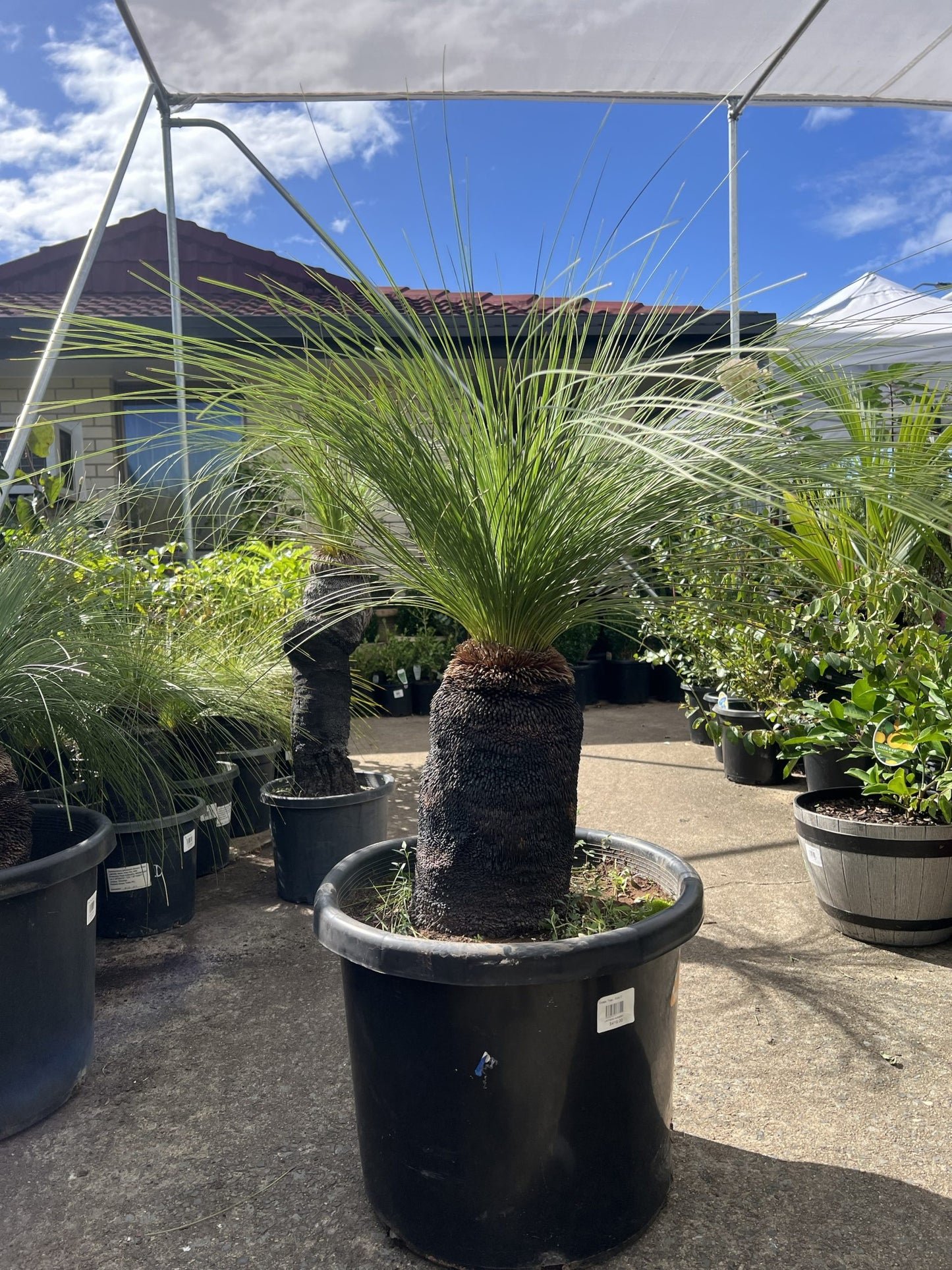 Grass Tree (Size F) PICK UP ONLY