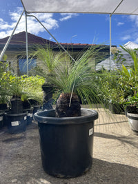 Grass Tree (Size E) PICK UP ONLY