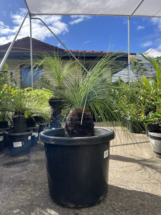 Grass Tree (Size E) PICK UP ONLY
