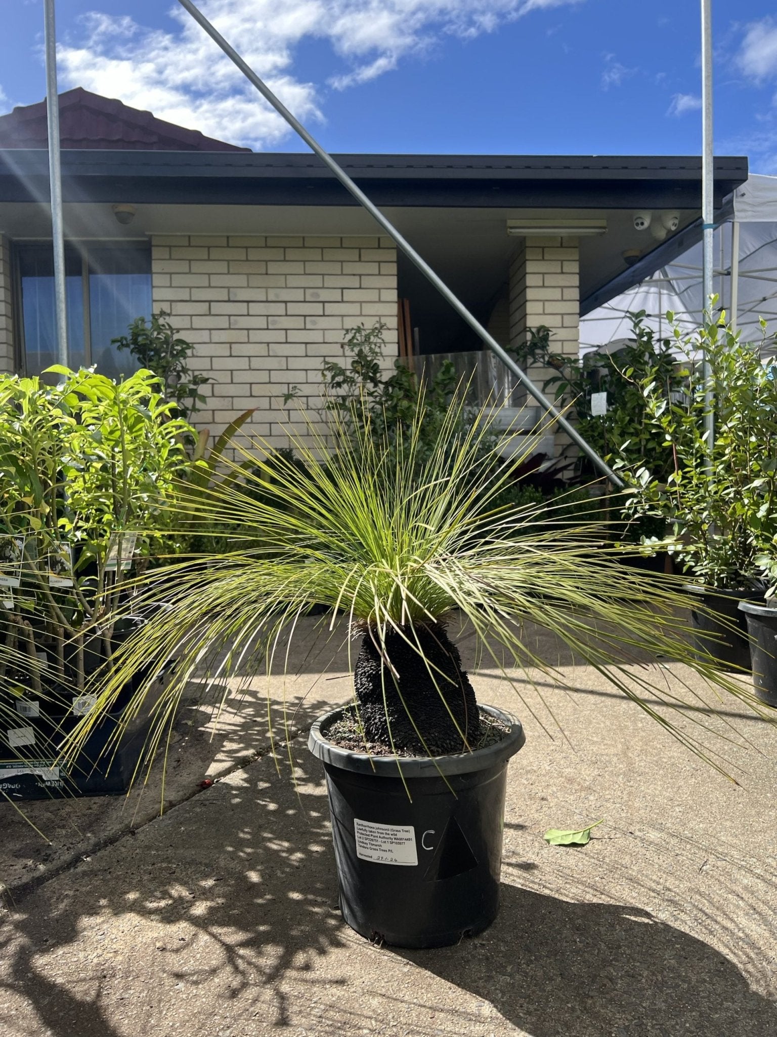 Grass Tree (Size C) PICK UP ONLY - Ladybird Nursery