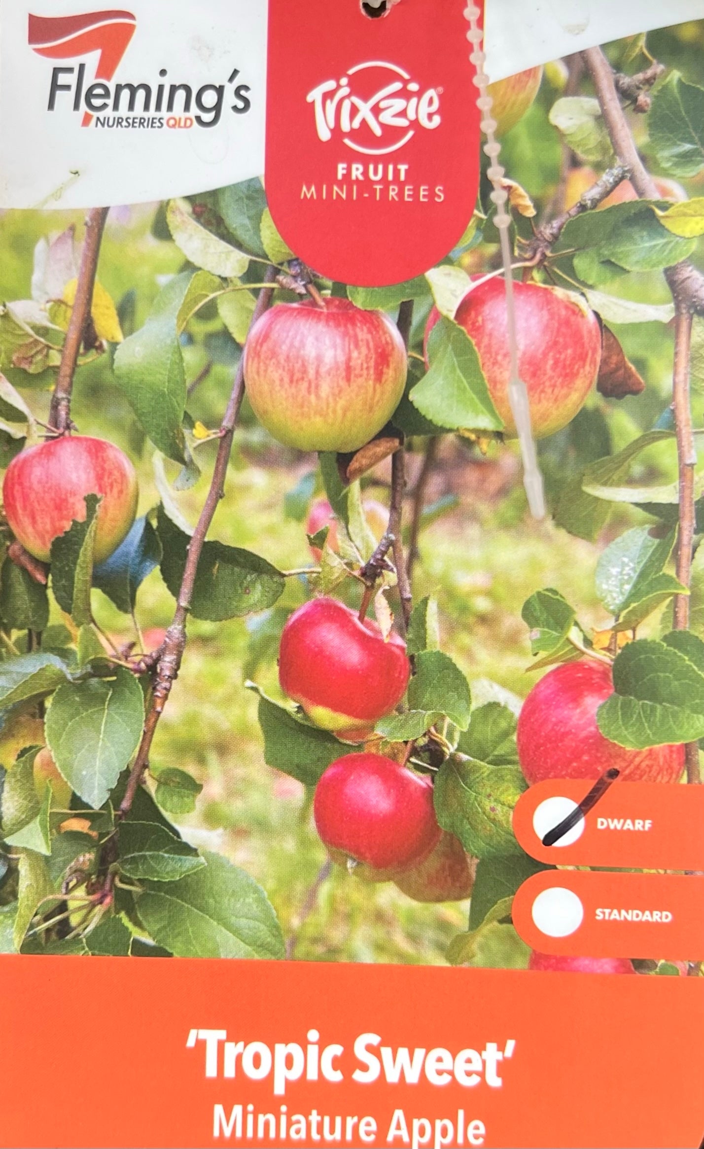 Super Dwarf Tropic Sweet Apple