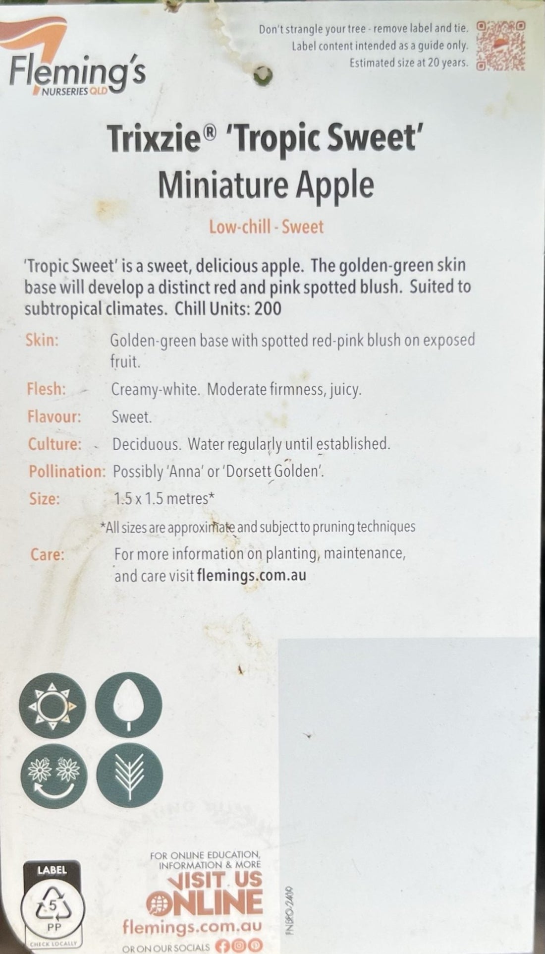 Super Dwarf Tropic Sweet Apple - Ladybird Nursery