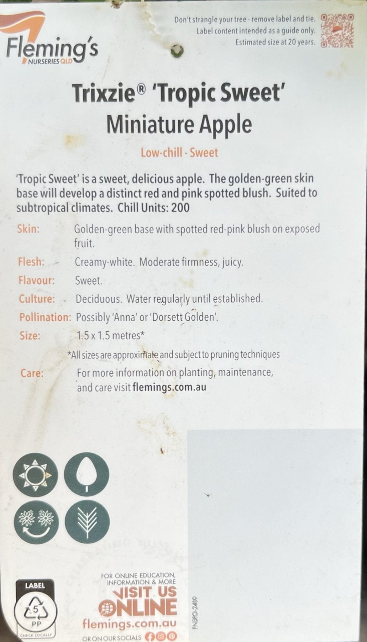 Super Dwarf Tropic Sweet Apple - Ladybird Nursery