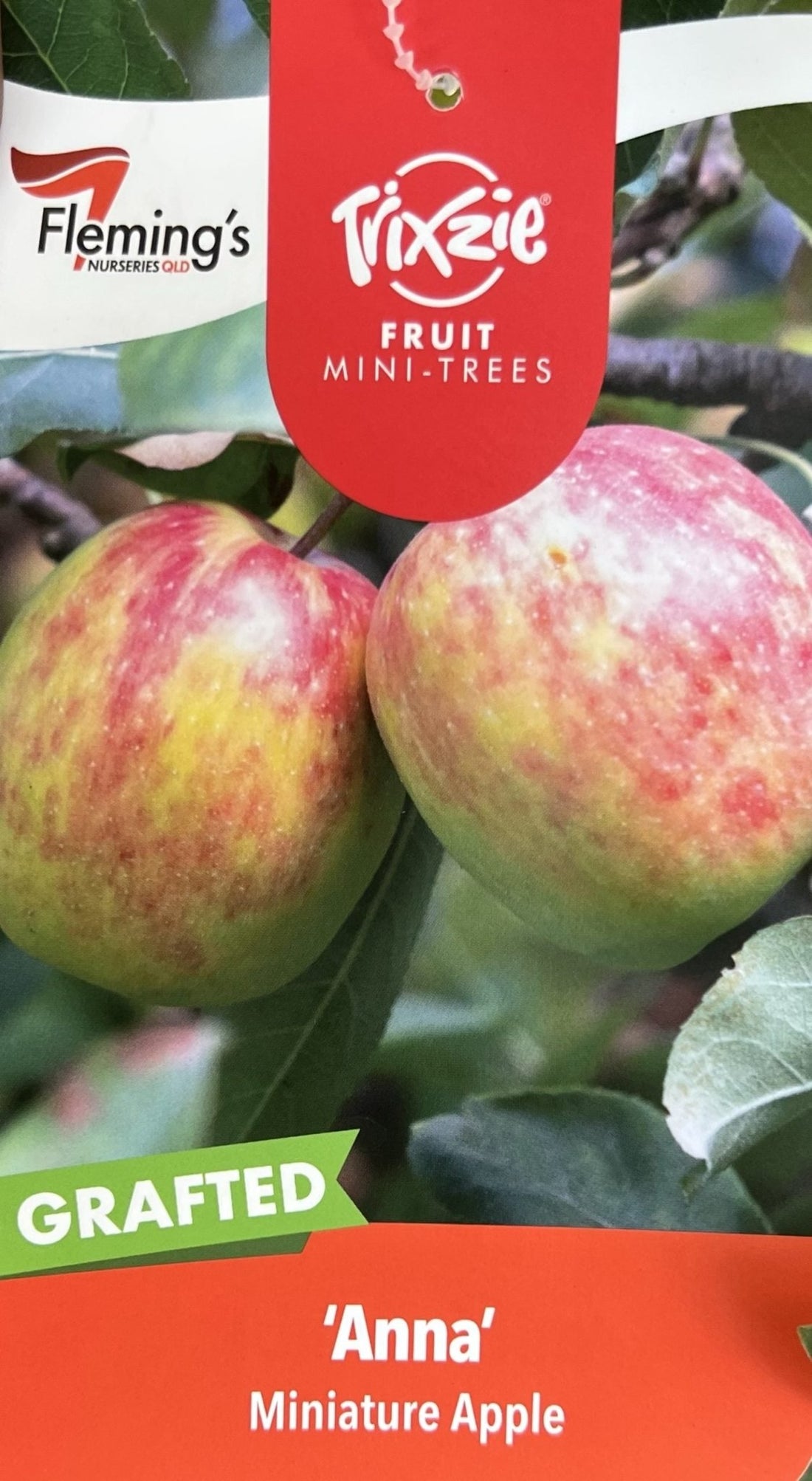 Super Dwarf Anna Apple - Ladybird Nursery