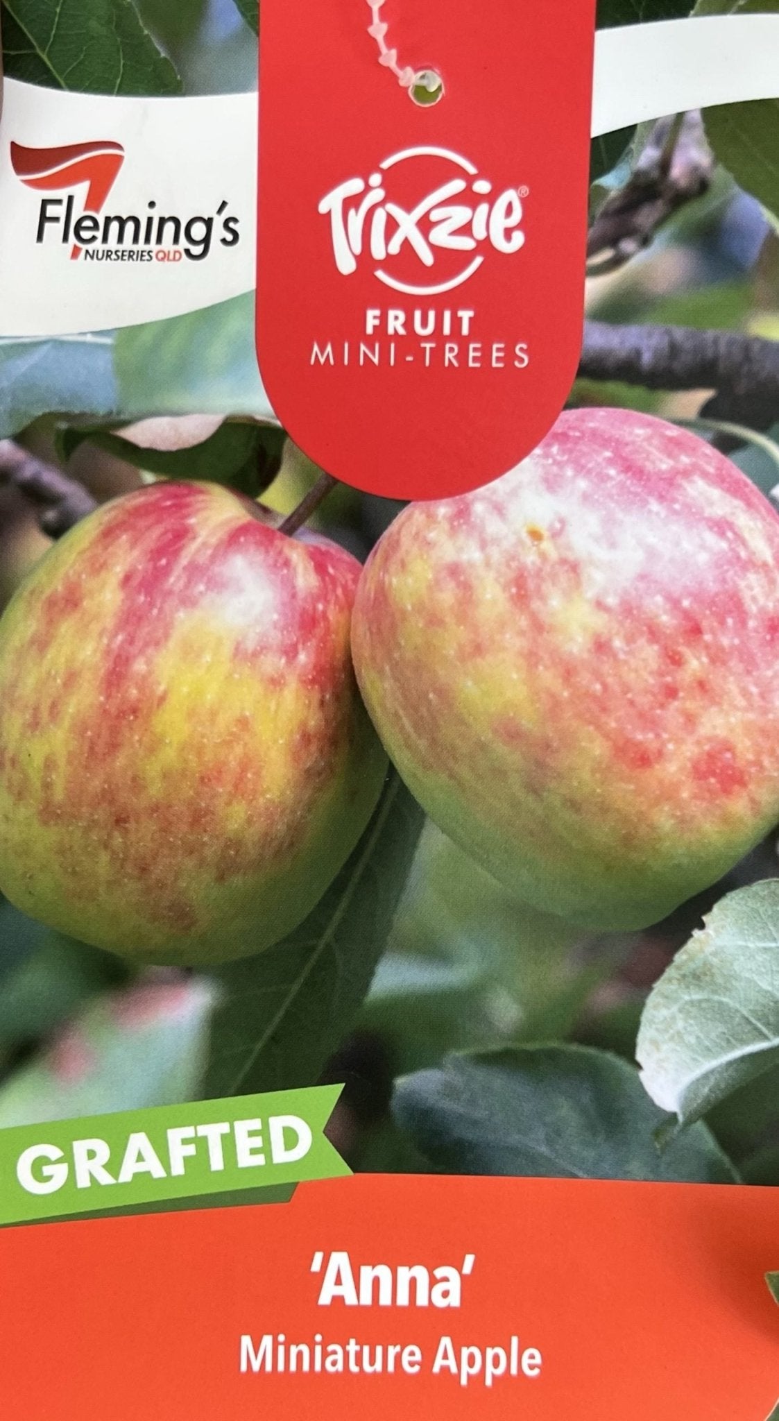 Super Dwarf Anna Apple - Ladybird Nursery