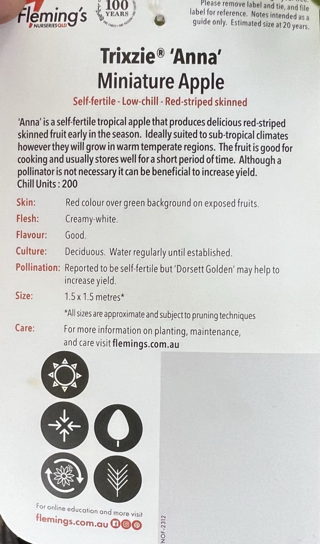 Super Dwarf Anna Apple - Ladybird Nursery