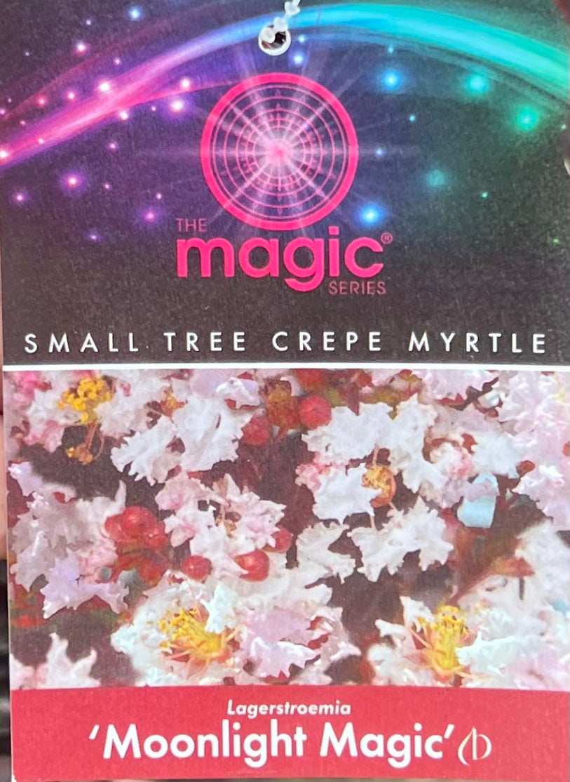 Crepe Myrtle Moonlight Magic (Lagerstroemia indica)