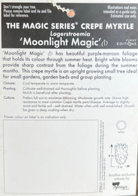 Crepe Myrtle Moonlight Magic (Lagerstroemia indica) - Ladybird Nursery