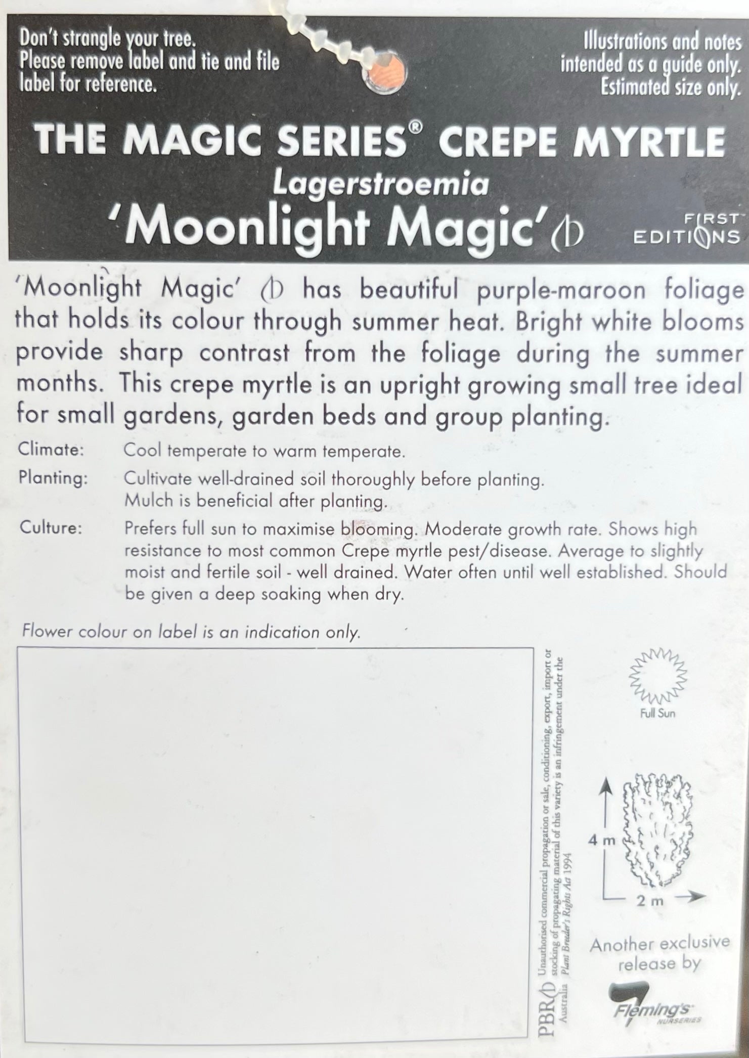 Crepe Myrtle Moonlight Magic (Lagerstroemia indica) - Ladybird Nursery