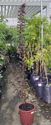 Crepe Myrtle Moonlight Magic (Lagerstroemia indica)