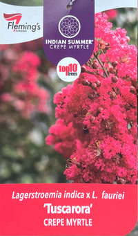 Crepe Myrtle Tuscarora (Lagerstroemia indica)