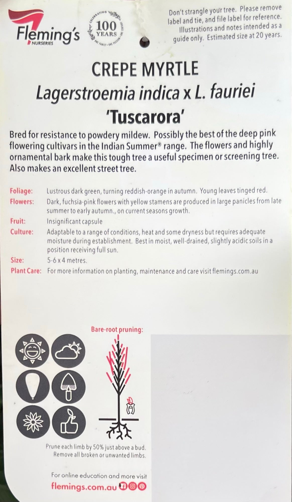 Crepe Myrtle Tuscarora (Lagerstroemia indica)