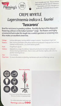 Crepe Myrtle Tuscarora (Lagerstroemia indica) - Ladybird Nursery