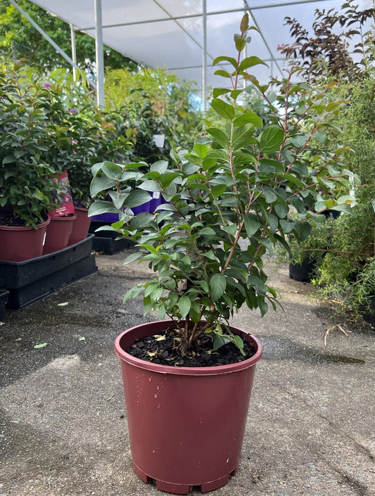 Crepe Myrtle Tuscarora (Lagerstroemia indica) - Ladybird Nursery