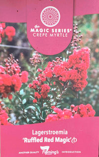 Crepe Myrtle Ruffled Red Magic (Lagerstroemia indica)