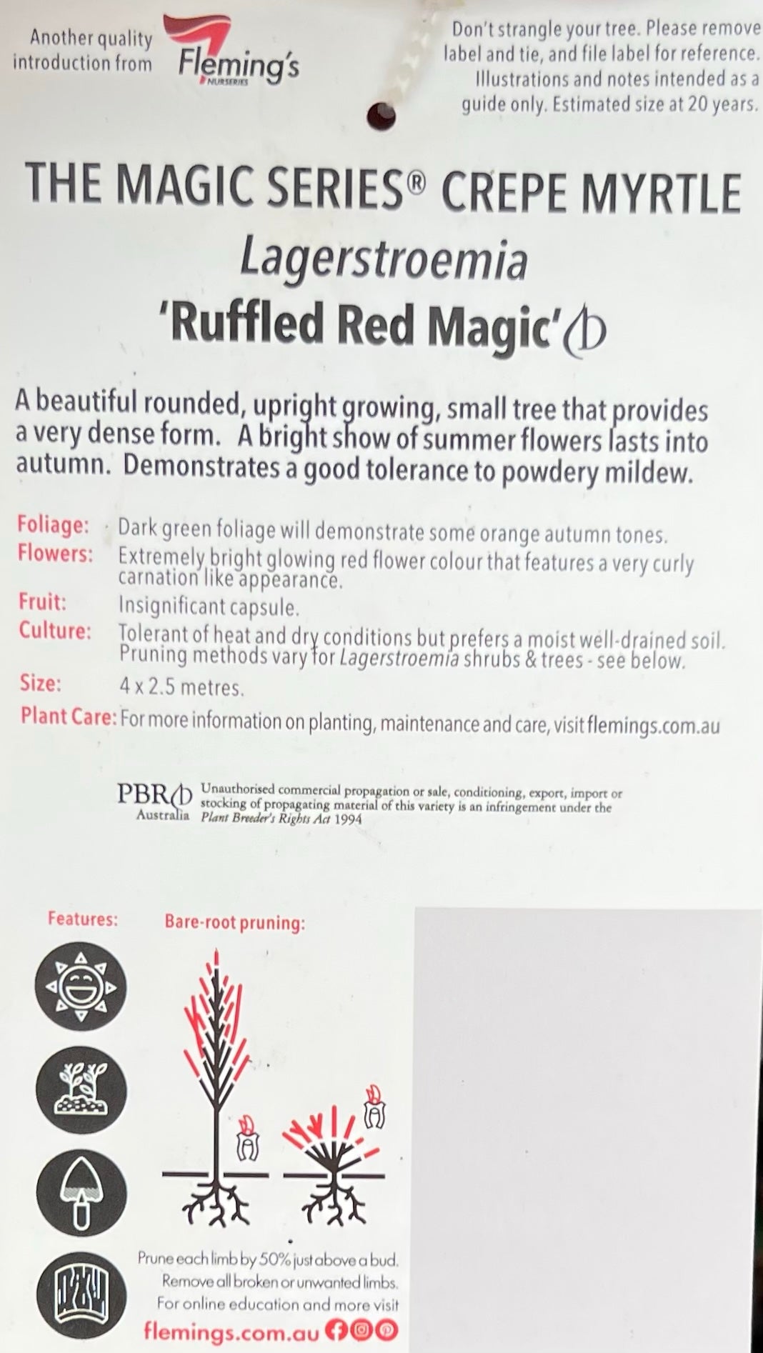 Crepe Myrtle Ruffled Red Magic (Lagerstroemia indica) - Ladybird Nursery