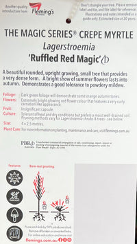 Crepe Myrtle Ruffled Red Magic (Lagerstroemia indica) - Ladybird Nursery