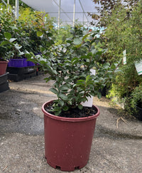 Crepe Myrtle Ruffled Red Magic (Lagerstroemia indica)