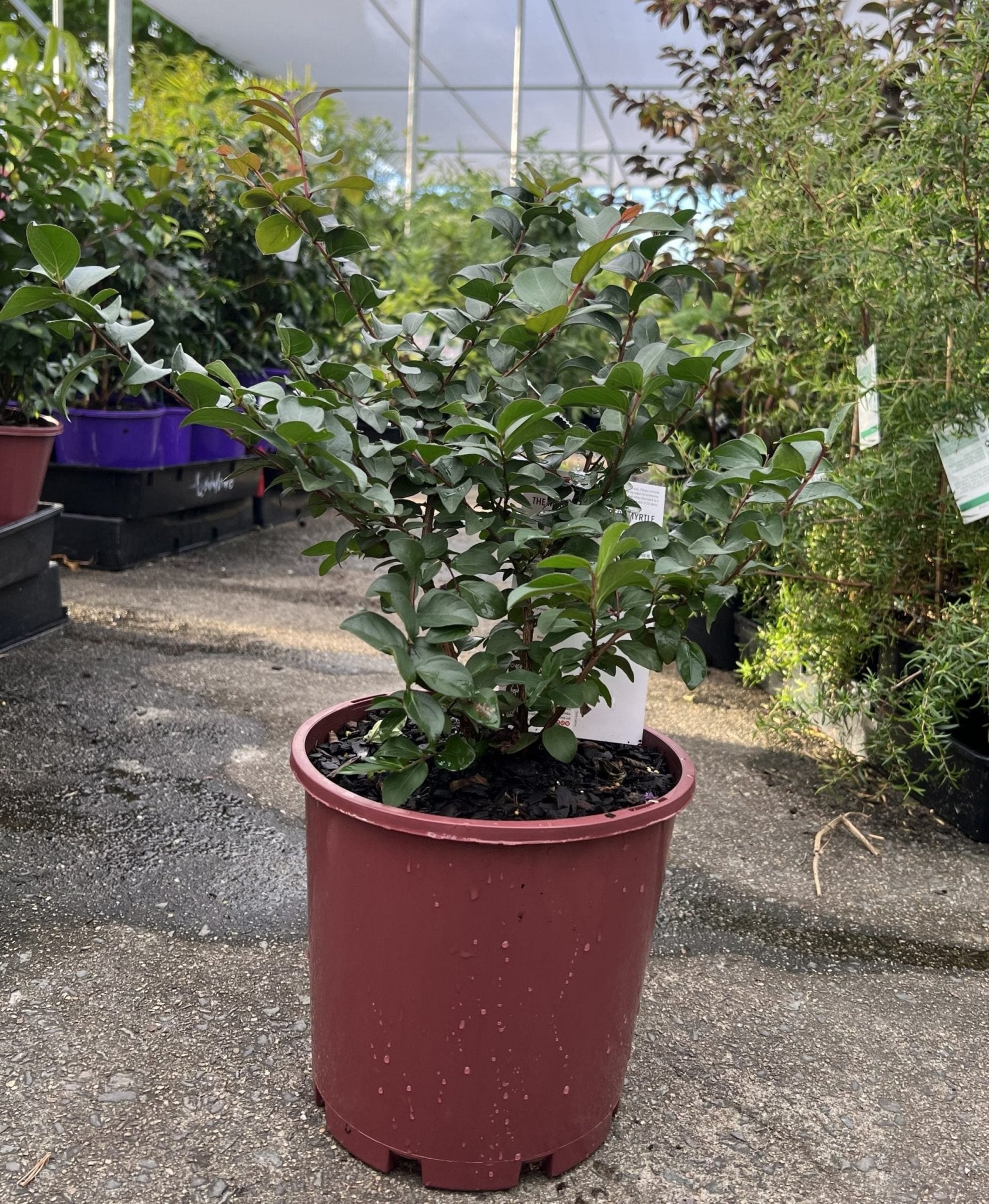 Crepe Myrtle Ruffled Red Magic (Lagerstroemia indica) - Ladybird Nursery