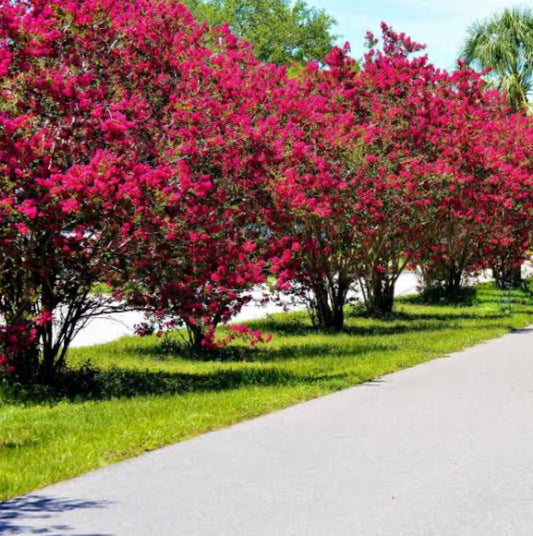 Crepe Myrtle Ruffled Red Magic (Lagerstroemia indica)