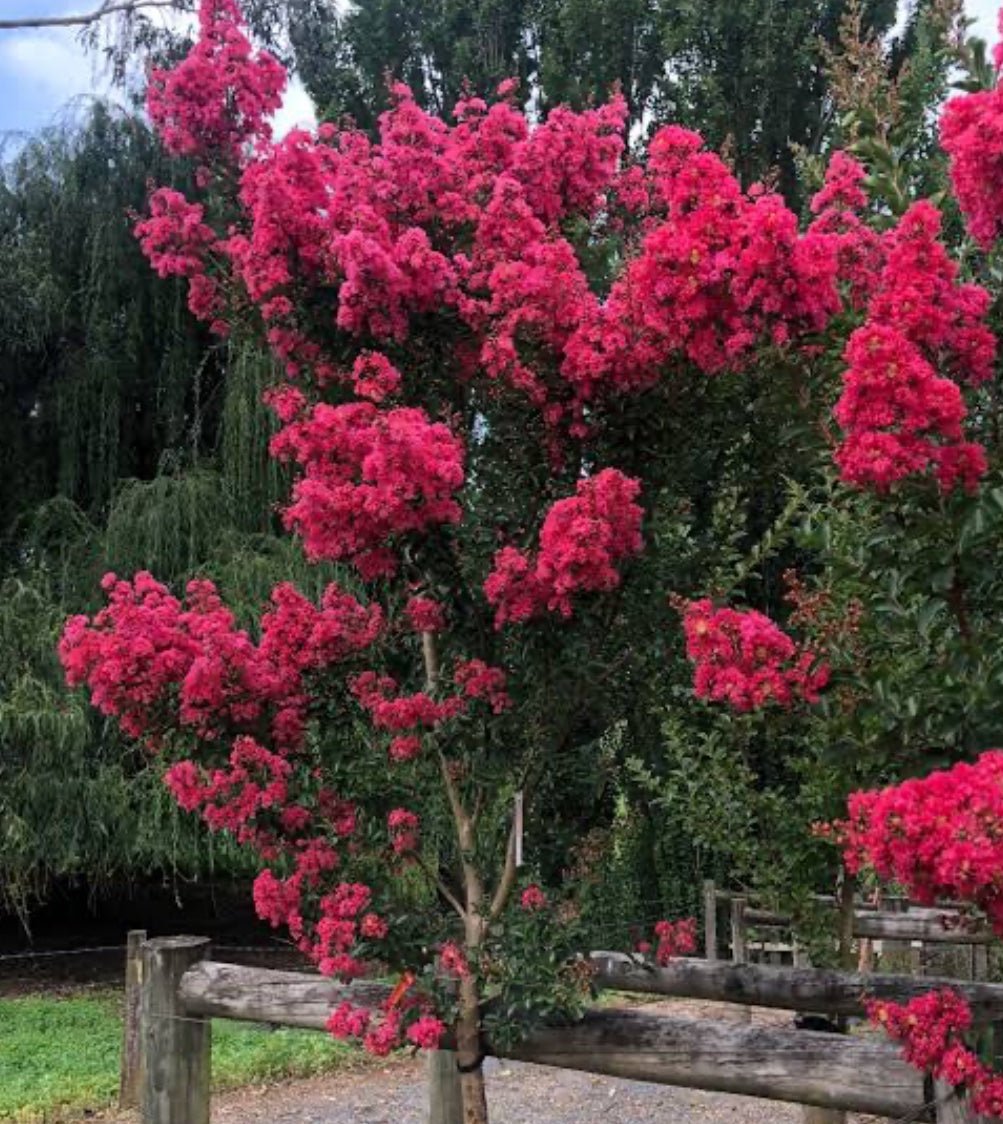 Crepe Myrtle Tuscarora (Lagerstroemia indica) - Ladybird Nursery