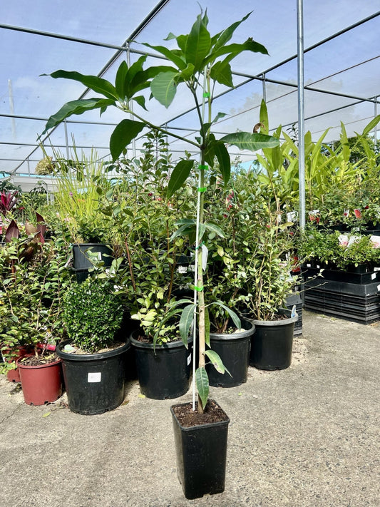 Gulliver's Triumph Mango Tree - Ladybird Nursery