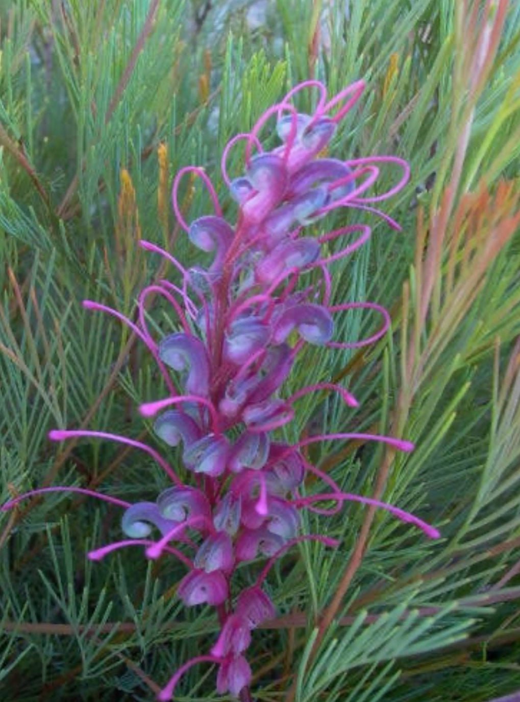 Grevillea Purple Haze (200mm pot) - Ladybird Nursery
