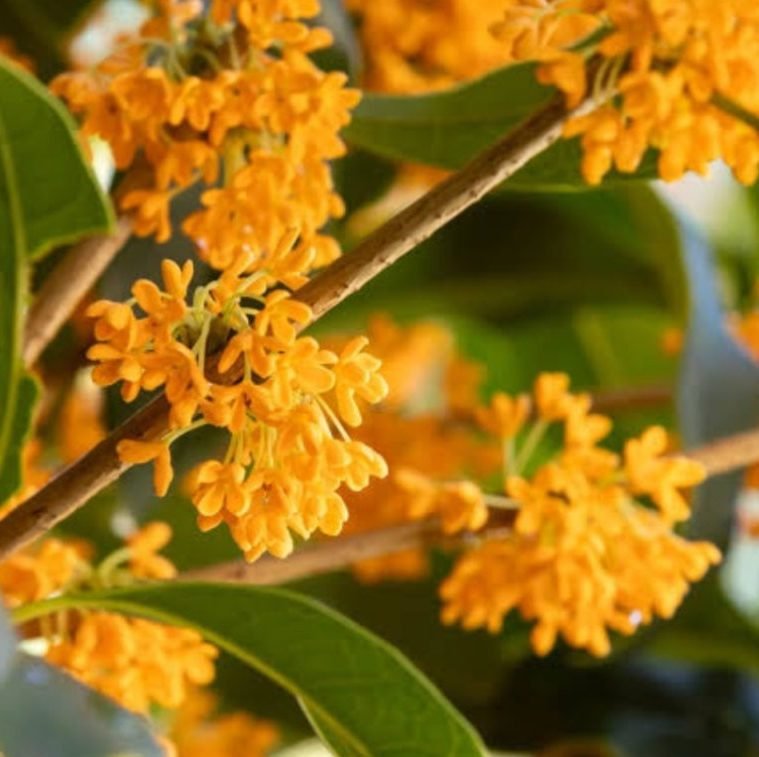 Osmanthus fragrans 'Orange Supreme' - Ladybird Nursery