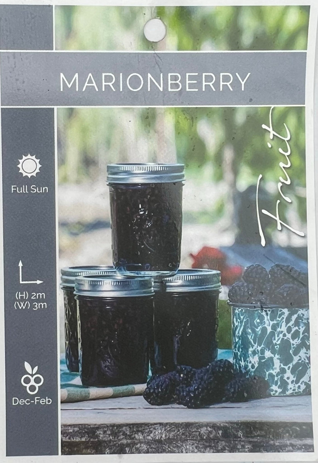 Marionberry fruit tree - Ladybird Nursery