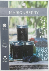 Marionberry fruit tree
