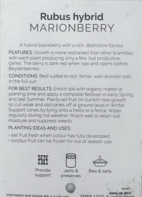 Marionberry fruit tree
