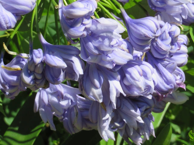 Agapanthus Dorothy Edwards