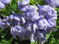 Agapanthus Dorothy Edwards