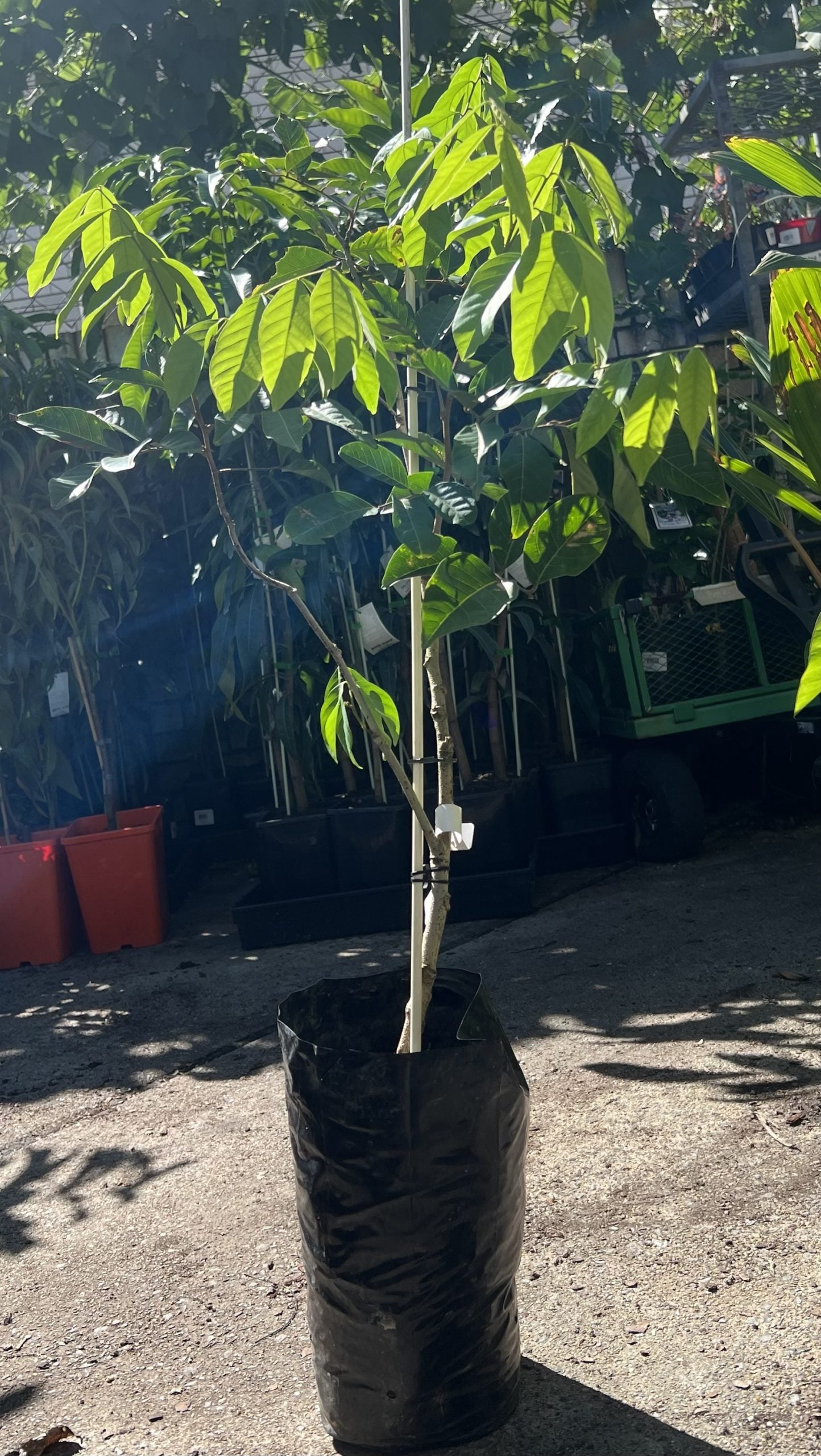 Rambutan Marcot (Grafted)