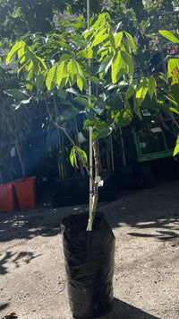 Rambutan Marcot (Grafted)