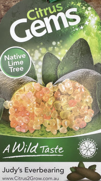 Judy's Everbearing Finger Lime Grafted (QLD Only)