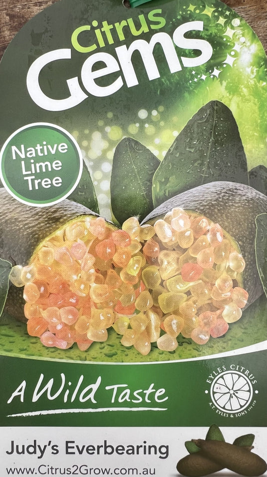 Judy's Everbearing Finger Lime Grafted (QLD Only)