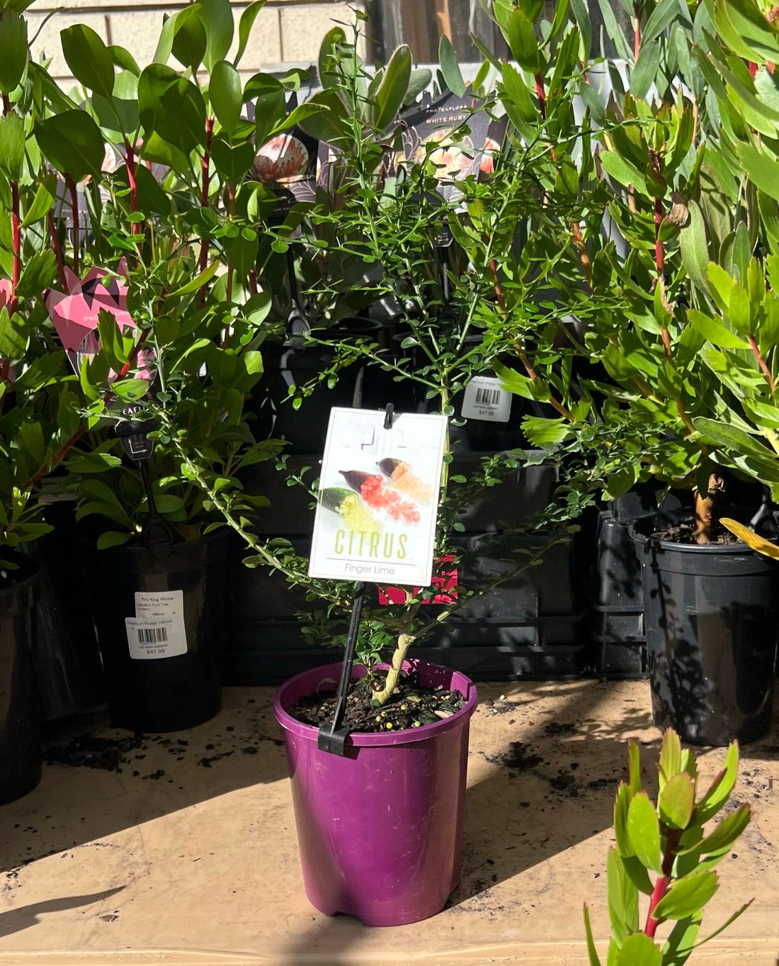 Byron Sunrise Finger Lime 140mm pot (QLD Only) - Ladybird Nursery