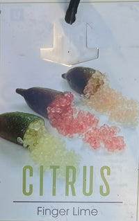 Byron Sunrise Finger Lime 140mm pot (QLD Only)