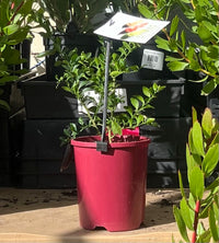 Emma Finger Lime 140mm Pots (QLD Only)