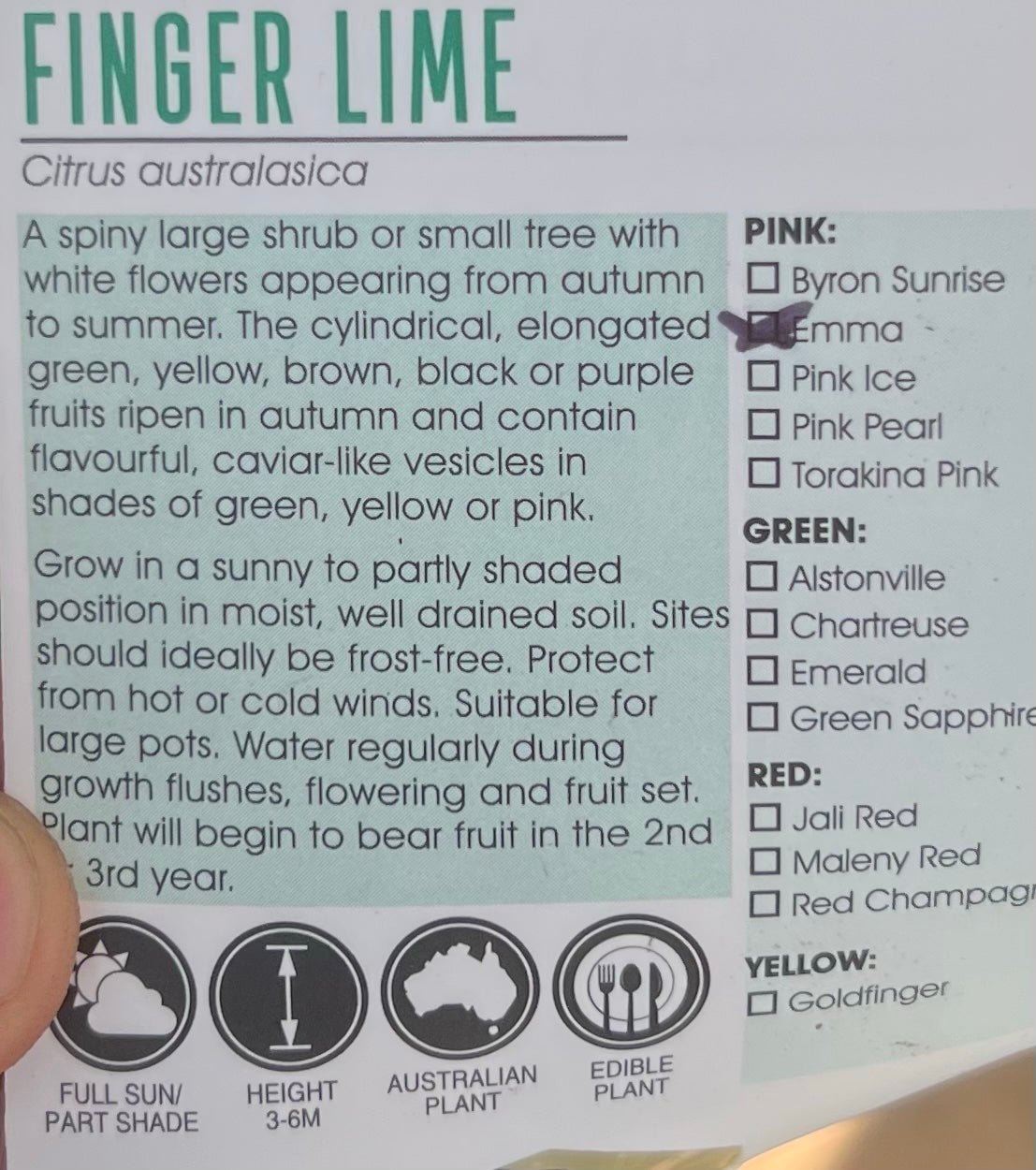 Emma Finger Lime 140mm Pots (QLD Only) - Ladybird Nursery