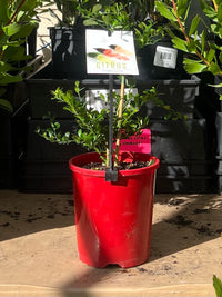 Jali Red Finger Lime 140mm Pot (QLD Only)