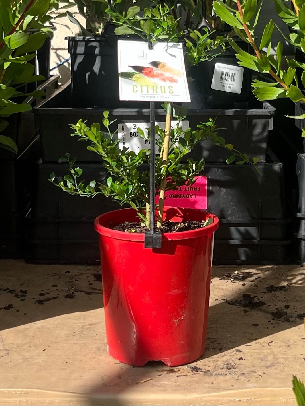 Jali Red Finger Lime 140mm Pot (QLD Only) - Ladybird Nursery