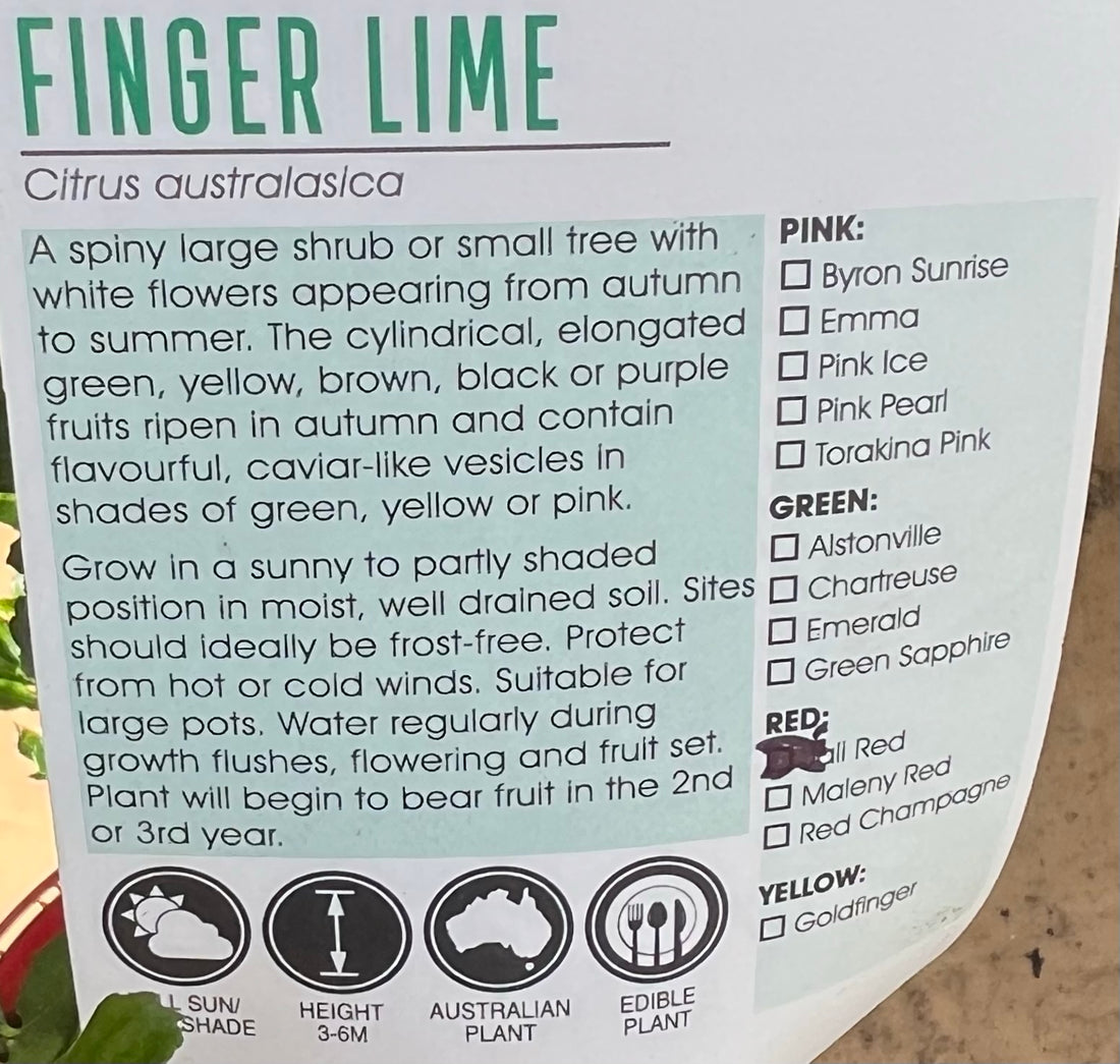 Jali Red Finger Lime 140mm Pot (QLD Only) - Ladybird Nursery