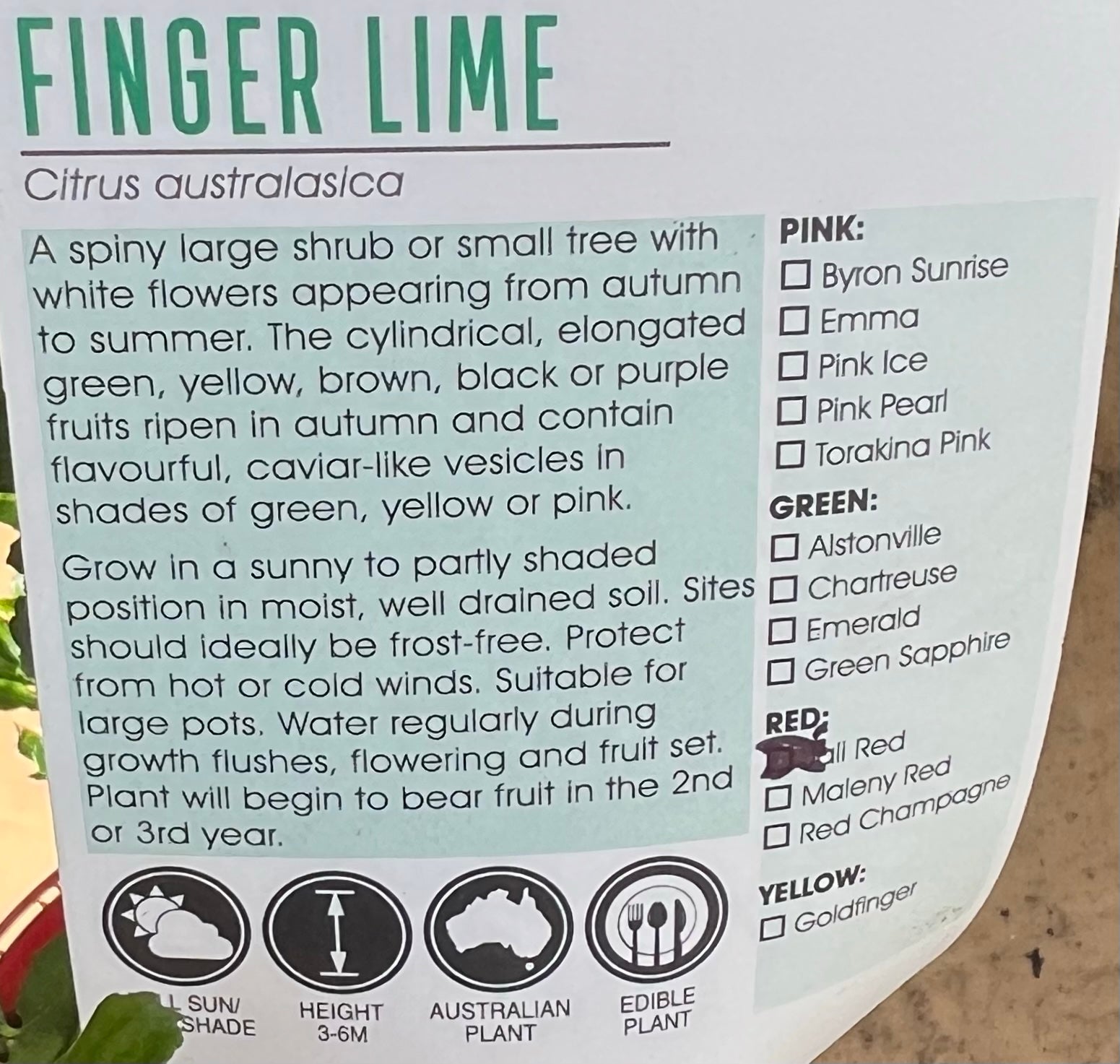 Jali Red Finger Lime 140mm Pot (QLD Only) - Ladybird Nursery