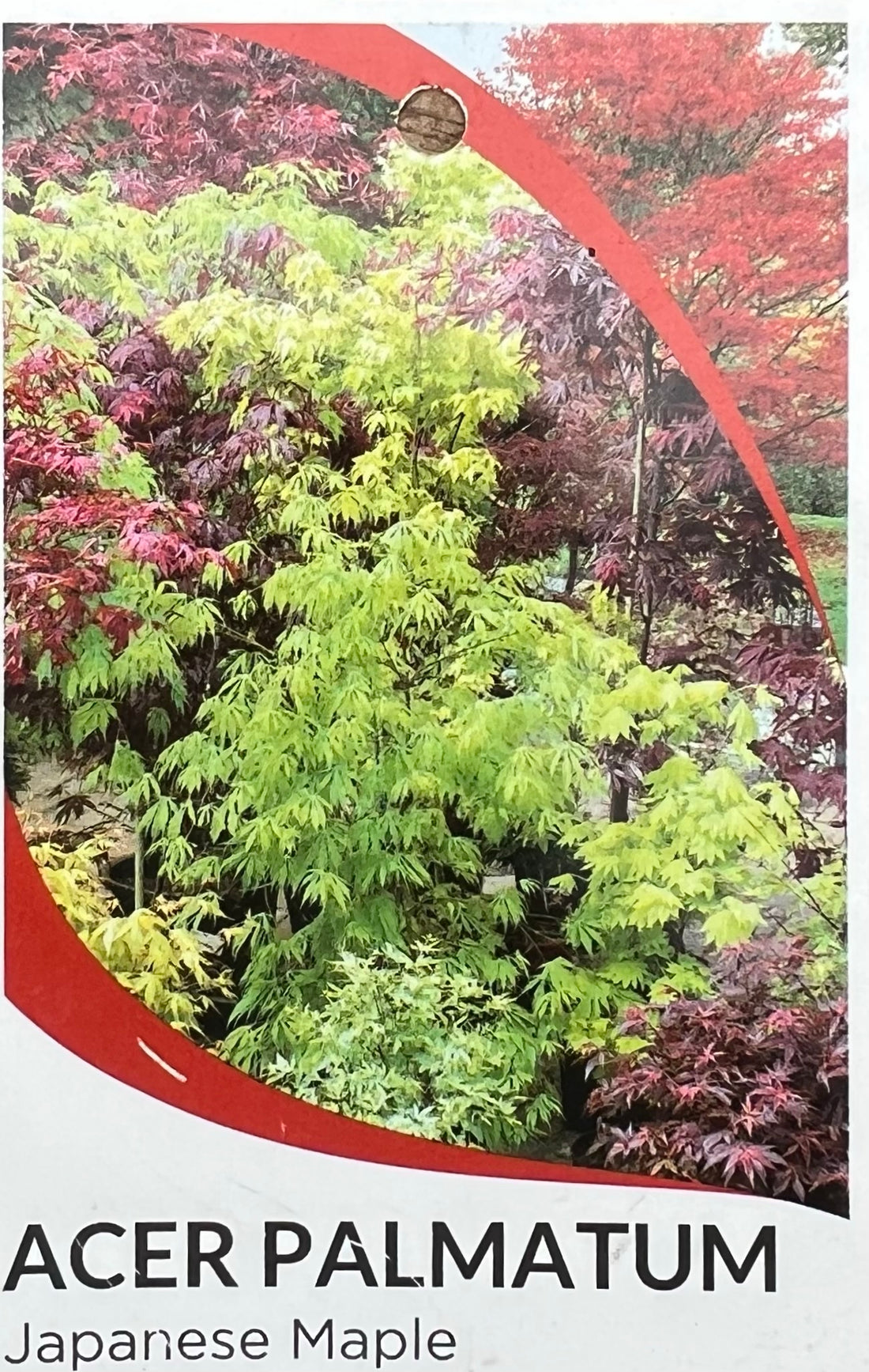 Japanese Maple (Acer palmatum) 200mm pot - Ladybird Nursery