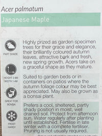 Japanese Maple (Acer palmatum) 200mm pot - Ladybird Nursery