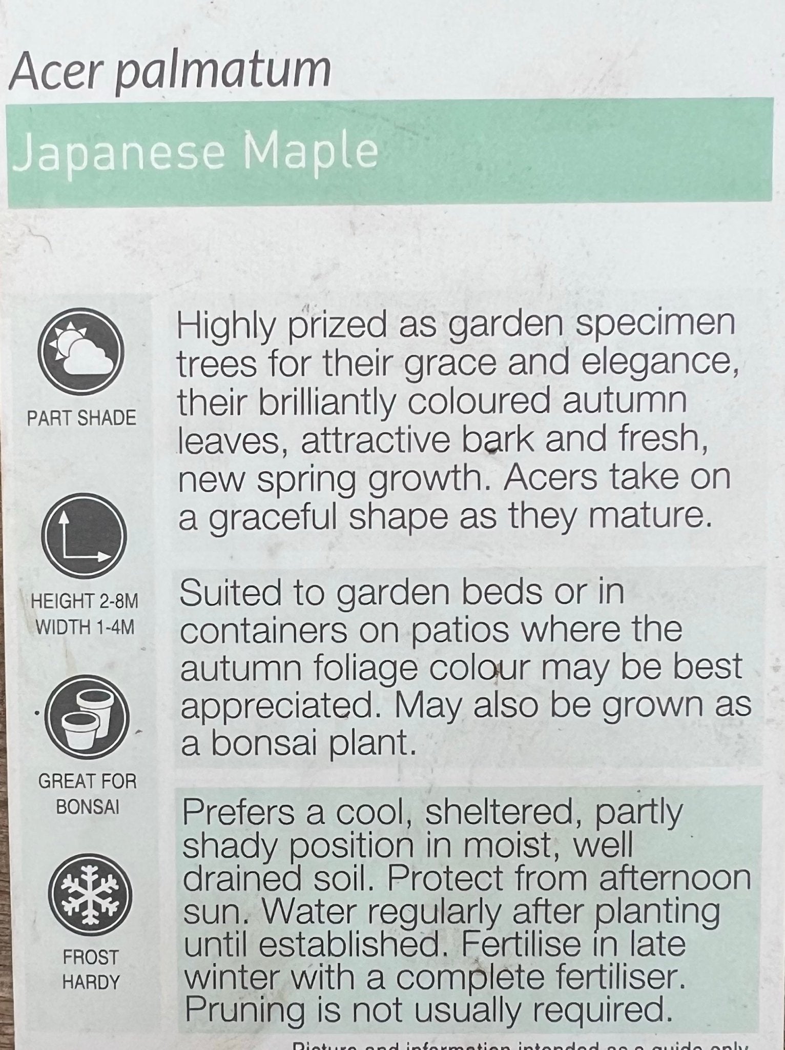 Japanese Maple (Acer palmatum) 200mm pot - Ladybird Nursery