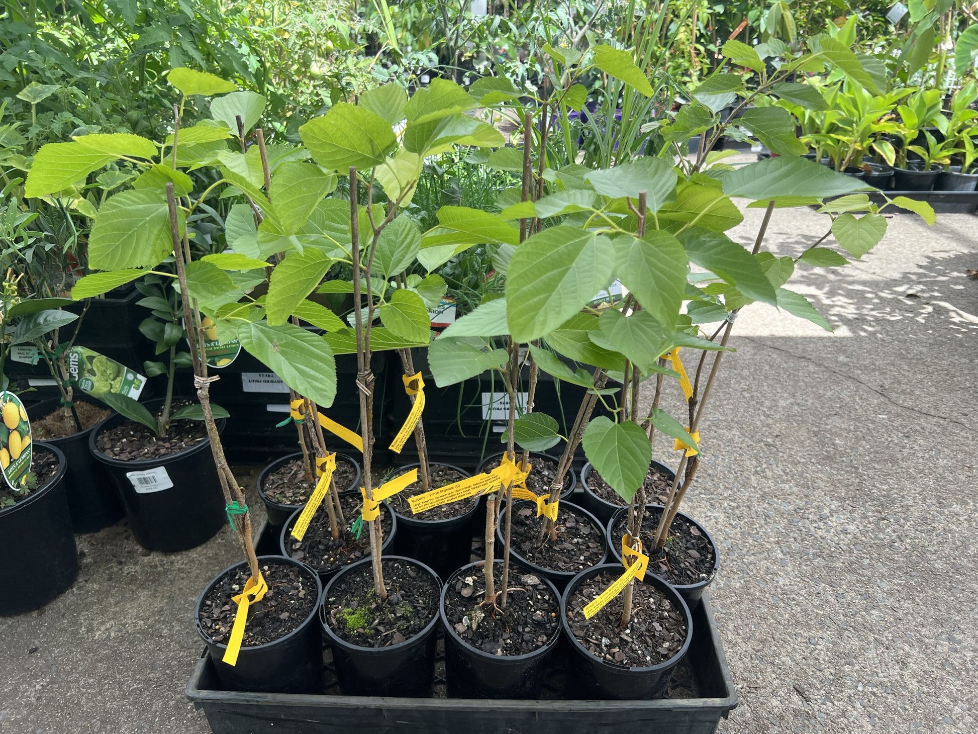 Mulberry White Shahtoot