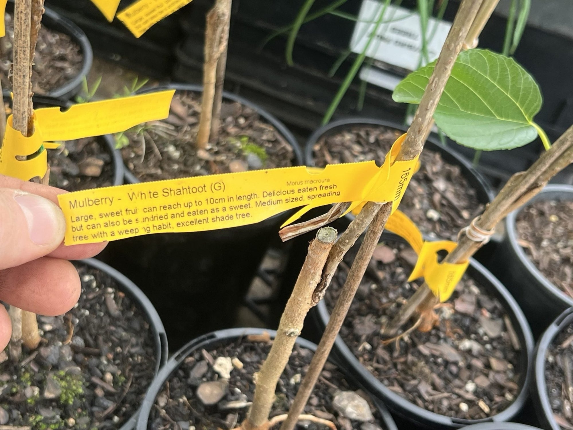 Mulberry White Shahtoot - Ladybird Nursery